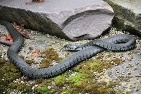 Long grey non-hazardous snake