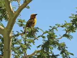 Sparrow Bird on a tree