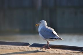 delightful darling Seagull