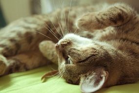striped cat in an unusual pose close up