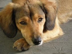 red Dog Head with folded ears close up