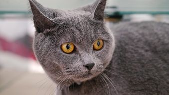 gray cat on the street