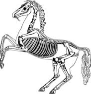 skeleton of a horse drawing