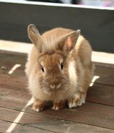 Beige Cute Rabbit in wooden cage