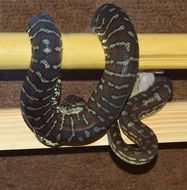 snake on wooden sticks