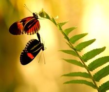 mating butterflies on a green leaf