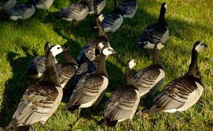 herd of bright barnacle geese on green grass