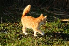 playful young red tabby cat