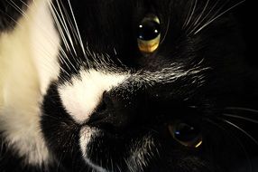 portrait of a black and white cat face