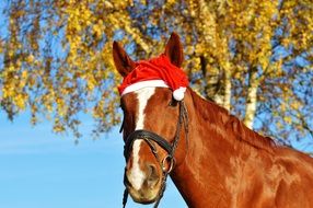 elegant horse in santa hat
