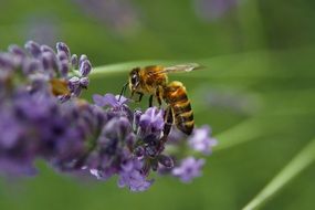 bee pollinating purple flower