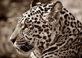 magnificent Jaguar