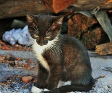 black and white young kitten