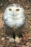 white Owl