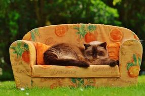 dreamy domestic cat on the sofa on green grass