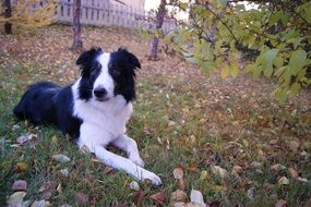 clever dog border collie