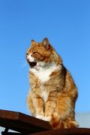 Orange Fluffy Kitty