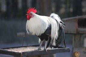 Rooster on bird feeder