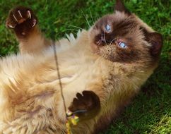 British shorthair cat playing supine