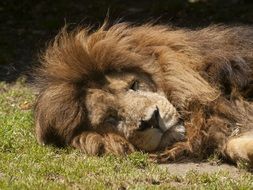 Lion Animal Sleep adorable portrait