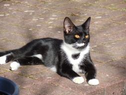 black and white cat in the sun