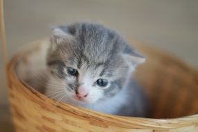 gray kitten in a basket close-up on blurred background
