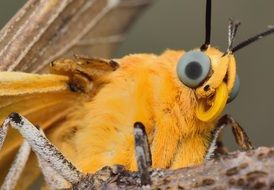 orange Butterfly with bluÐµ ÐµÑÐµ