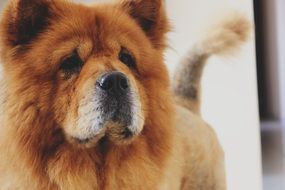 Colorful and cute Chow Chow is a breed of dog