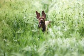 Dog In The Field