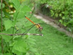 dragonfly on a dry stick among green thickets close-up