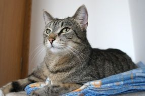 gray cat is lying on bedclothes