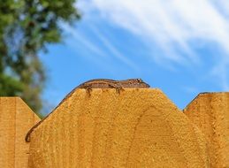 lizard on a brown wooden fence