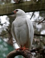 portrait of a white hawk