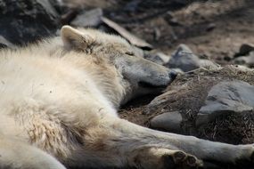 portrait of white Wolf Sleeping on ground in Zoo