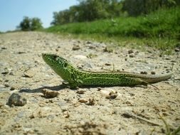 green lizard on the sand