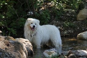 Dog Samoyed White in the water among the stones