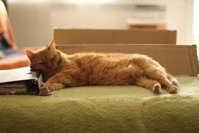 Red Cat laying on Sofa with head on binder folder