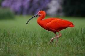 Walsrode Red Ibis Bird