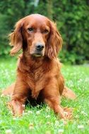 portrait of an irish setter