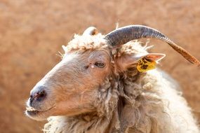 Wool The Horns Of A Goat