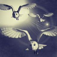 drawing of flying white owls