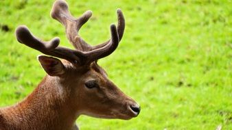 red deer on a background of green meadow