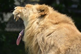 portrait of Lion with opened mouth