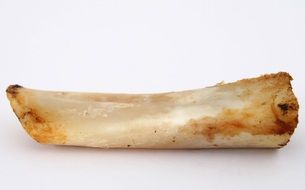 bone on a white surface