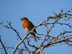 striking Robin Bird