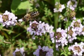 flying bee over flowers