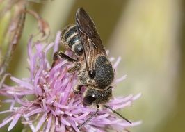Insects Bee Hymenoptera