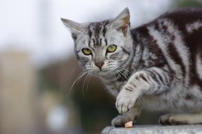 playful cat