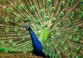 peacock with expanded blue green tail