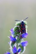 bright butterfly on a bright flower